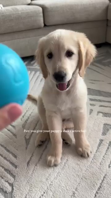Your Dog Will NEVER Get Bored Again 🐶🔥